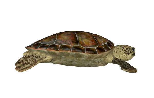 Schildpad Reptiel Dier Hagedis — Stockfoto