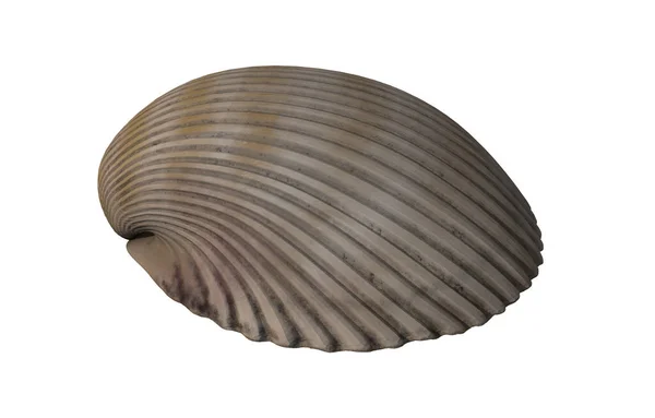 Seashell Isolated White Background — Stock Photo, Image