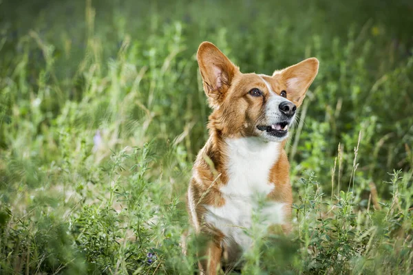 Retrato Animal Perro Pequeño Welsh Corgi Acostado Hierba Mirando Parte —  Fotos de Stock