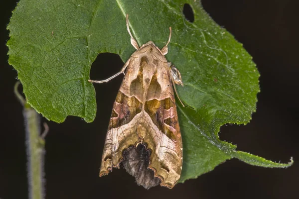 Agat Uggla Vilar Ett Löv — Stockfoto