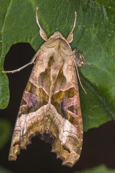 Achátová Sova Spočívá Listu — Stock fotografie