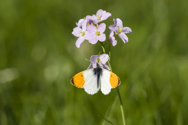 Petit Papillon Sur Fleur Concept Sauvagerie — Photo