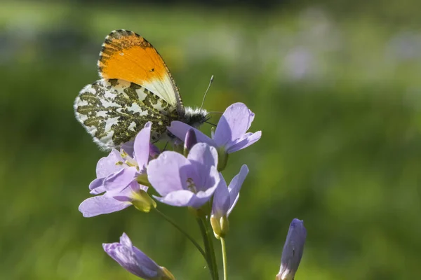 Piccola Farfalla Sul Fiore Concetto Natura Selvaggia — Foto Stock
