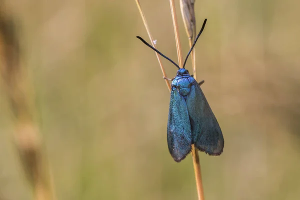 Béliers Verts Sur Les Plantes Fourragères — Photo