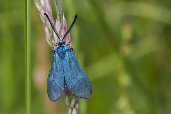 Béliers Verts Sur Les Plantes Fourragères — Photo