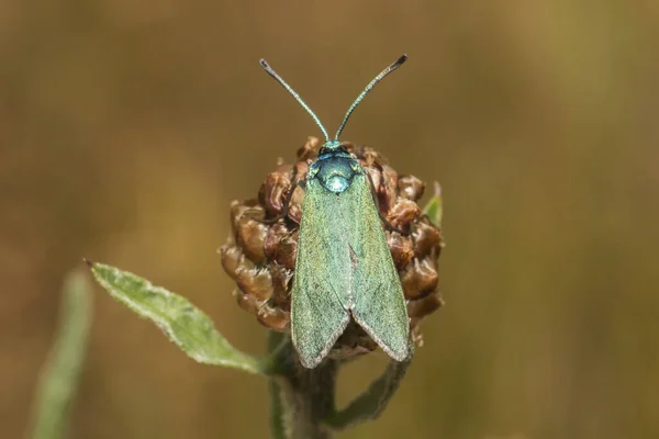 Grüne Widder Auf Futterpflanze — Stockfoto