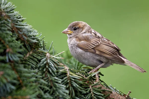 Scenic View Cute Sparrow Bird — Stock Photo, Image