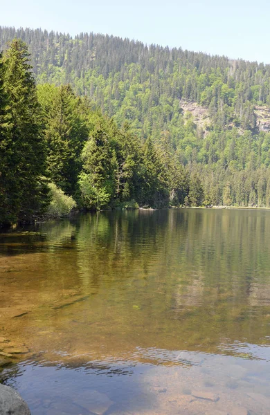 Grande Arbersee Arbersee Lago Karsee Foresta Bavarese Bavaria Natura Paesaggio — Foto Stock