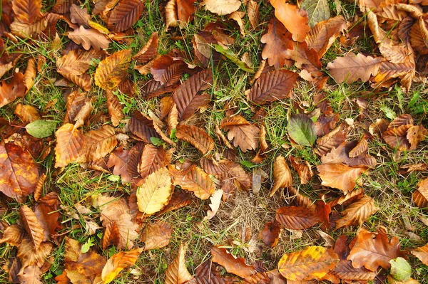Brown Withered Beech Oak Leaves Grass — Stock Photo, Image
