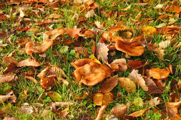 Ayırt Etmesi Zor Kahverengi Mantarlar Çimenlerde Kurumuş Kahverengi Yapraklar — Stok fotoğraf