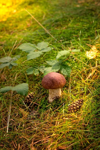 Boletus Edulis Myntabulle — Stockfoto