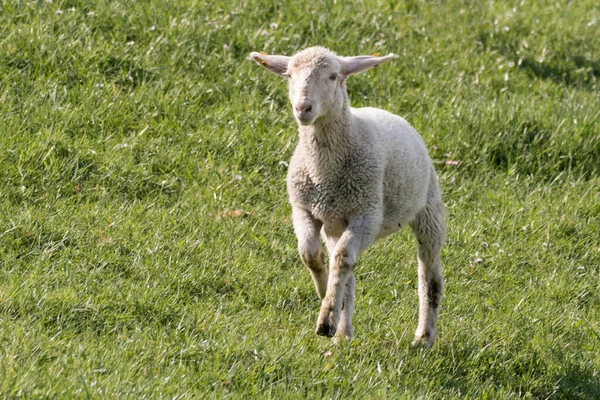 Ett Lamm Betesmark — Stockfoto