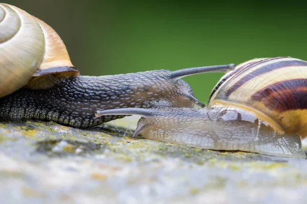 In the land of snails