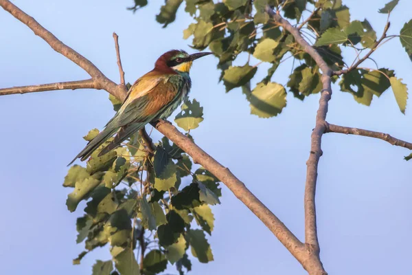 Bee Eater His Waiting Edge Sand Pit — Stock Photo, Image