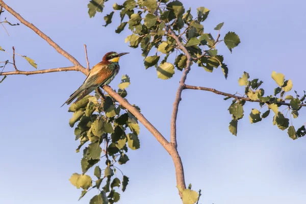 Bee Eater His Waiting Edge Sand Pit — Stock Photo, Image