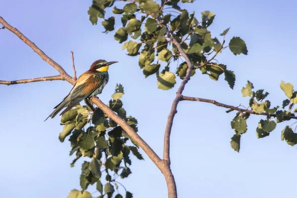 Bee Eater His Waiting Edge Sand Pit — Stock Photo, Image