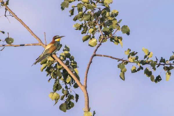 Bee Eater His Waiting Edge Sand Pit — Stock Photo, Image