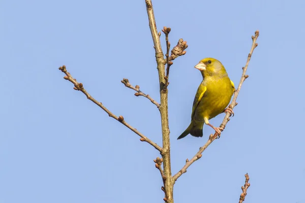 Ein Grünfink Vor Blauem Himel Sitzt Auf Einem Ast — Stockfoto