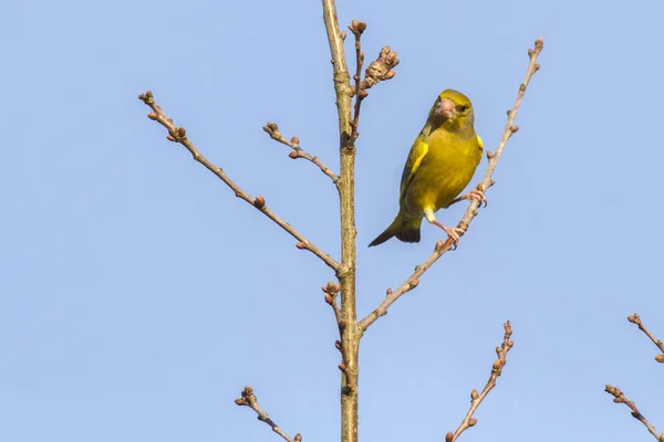 Greenfinch Przed Błękitnym Himel Siedzi Gałęzi — Zdjęcie stockowe