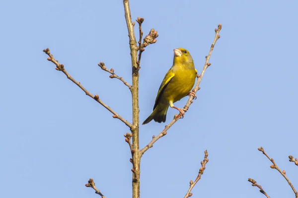 Ein Grünfink Vor Blauem Himel Sitzt Auf Einem Ast — Stockfoto