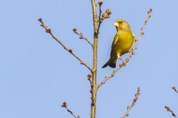 Grönfink Framför Blå Himel Sitter Gren — Stockfoto