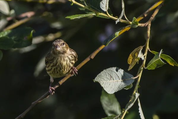 Ein Junger Blutfleck Auf Der Suche Nach Nahrung — Stockfoto