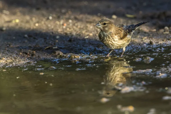 Ein Junger Blutfleck Auf Der Suche Nach Nahrung — Stockfoto