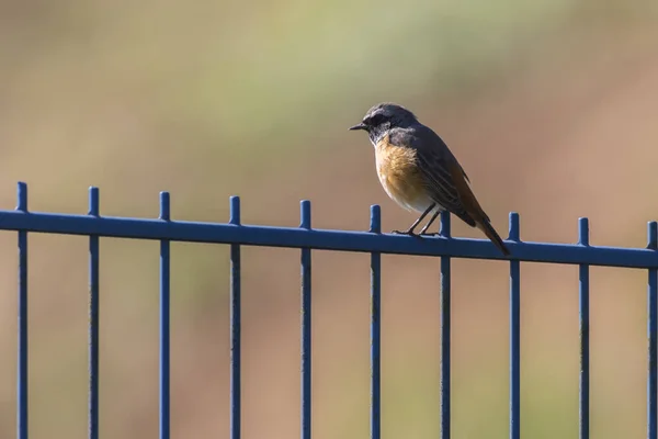 Ein Gartnerottail Sitzt Auf Einem Zaun — Stockfoto