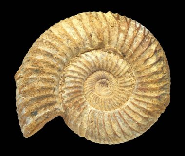 Well-preserved fossilization of an extinct ammonite. clipart
