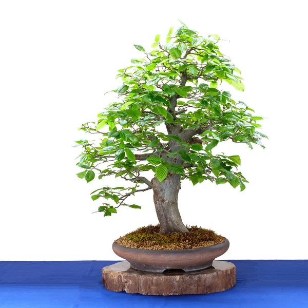 Bonsai Tree Hornbeam Carpinus Betulus Качестве Свободного Агента — стоковое фото