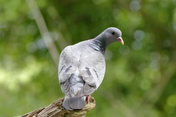 Hollow Pigeon Looking Food — Stock Photo, Image