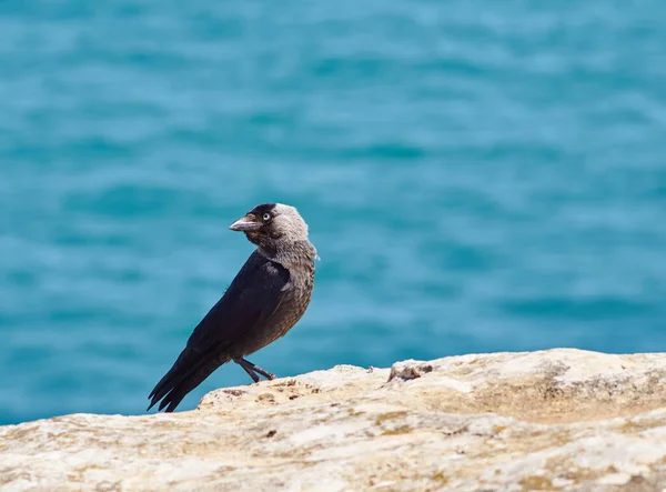 Gaviota Sentada Roca —  Fotos de Stock