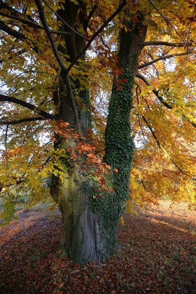 Бук Дерево Осень Природа Пейзаж Ботаника Осенний Цвет Осенние Цвета — стоковое фото