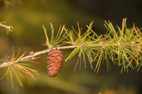 Κουκουνάρια Κορυδαλλοί Κουκουνάρια Δέντρα Φθινόπωρο Κλαδιά Φύση Σπόροι Βελόνες Βελόνες — Φωτογραφία Αρχείου