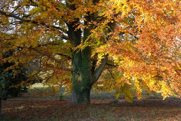 Οξιά Δέντρο Φθινόπωρο Φύση Τοπίο Βοτανική Φθινοπωρινό Χρώμα Φθινοπωρινά Χρώματα — Φωτογραφία Αρχείου