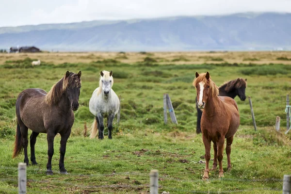 Ijslandse Paarden Paddock — Stockfoto