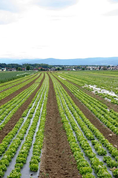 Campo Ensaladas Verano Día Estiria — Foto de Stock