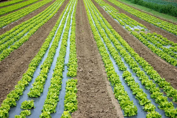 Saladeveld Zomer Dag Stiermarken — Stockfoto