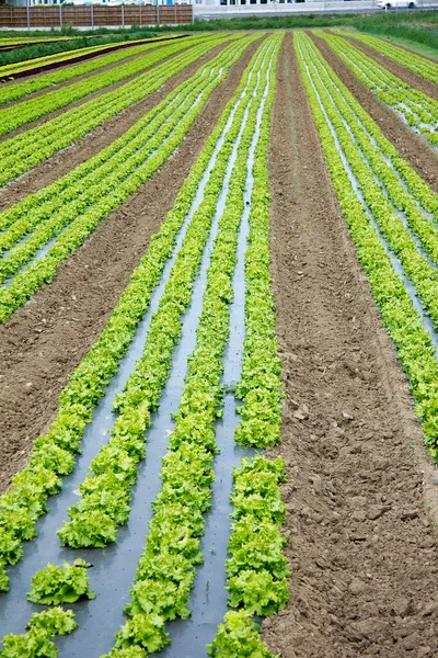 Campo Ensaladas Verano Día Estiria — Foto de Stock