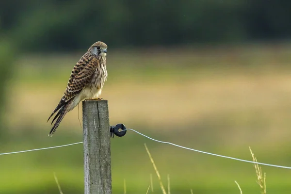 Kestrel Jakt Efter Mat — Stockfoto