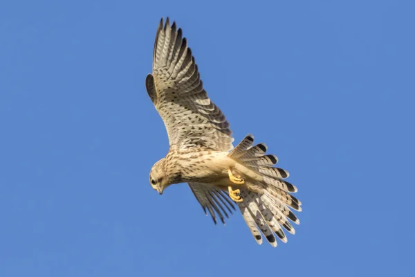 Kestrel Při Hledání Potravy — Stock fotografie