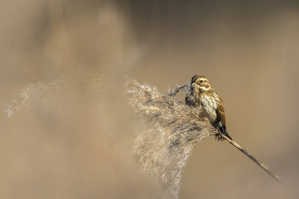 Bruant Tuyaux Assis Sur Une Tige — Photo