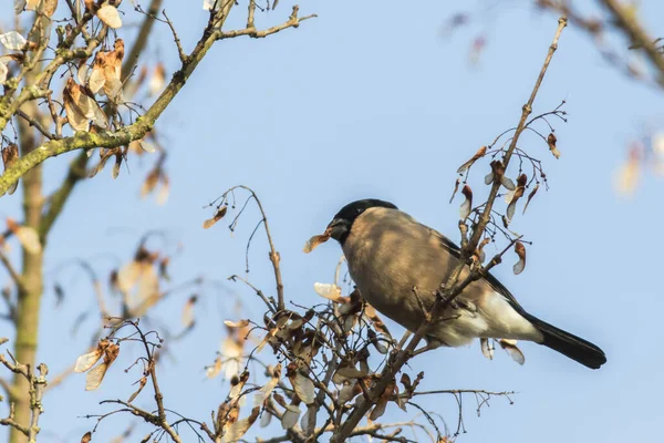 Ein Pickel Auf Der Suche Nach Nahrung — Stockfoto