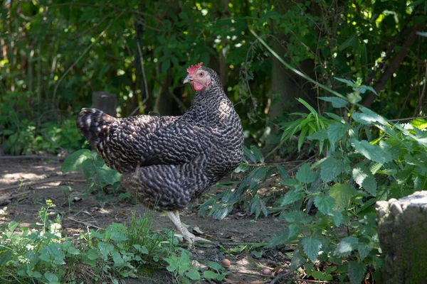Nappal Csirkét Ellenőriztem Egy Stájerországi Farmon — Stock Fotó