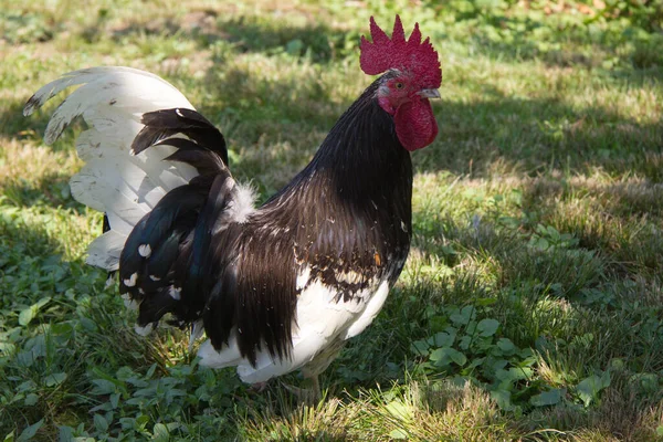 Kis Kakas Egy Farmon Stájerországban Napközben — Stock Fotó