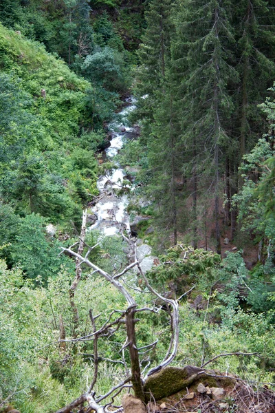 Rivière Dans Une Forêt Styrie Pendant Journée — Photo