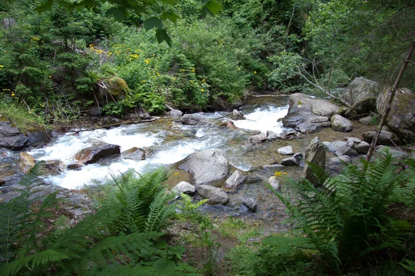 Rio Uma Floresta Estíria Durante Dia — Fotografia de Stock