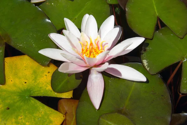 Gündüz Vakti Aşağı Avusturya Bir Gölette Nilüfer Çiçeği Açtı — Stok fotoğraf