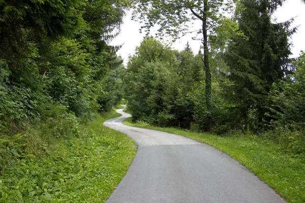 Στενός Ασφαλτοστρωμένος Δρόμος Ανάμεσα Στα Δάση Κατά Διάρκεια Της Ημέρας — Φωτογραφία Αρχείου