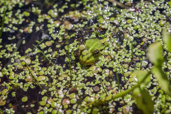 池塘蛙 一只眼睛上有水晶状体的羊毛虫 详细视图 — 图库照片